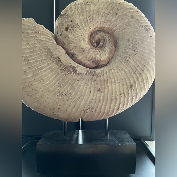 Design Toscanini Large Ammonite Fossil Sculpture On Museum Mount 18.5x18.5x4 - Picture 4 of 13
